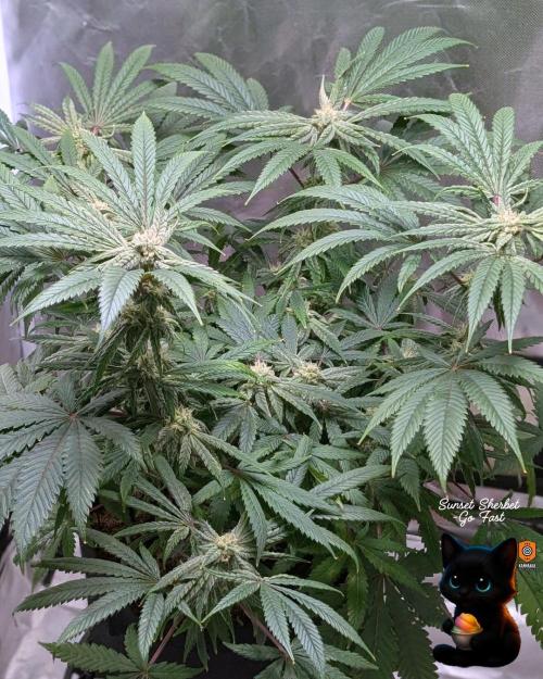 Sunset Sherbet GF (MY TURN) - Catlife420. Week 13 - 1-20  
Day 88  
Day 42
