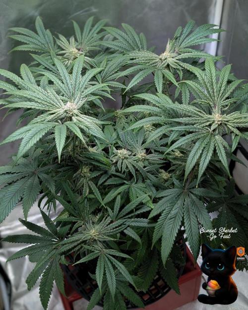 Sunset Sherbet GF (MY TURN) - Catlife420. Week 13 - 1-23  
Day 91  
Day 45