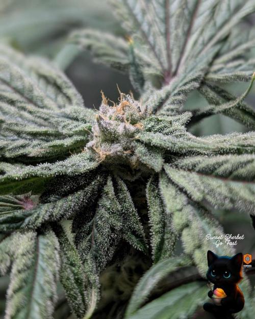 Sunset Sherbet GF (MY TURN) - Catlife420. Week 13 - 1-23  
Day 91  
Day 45