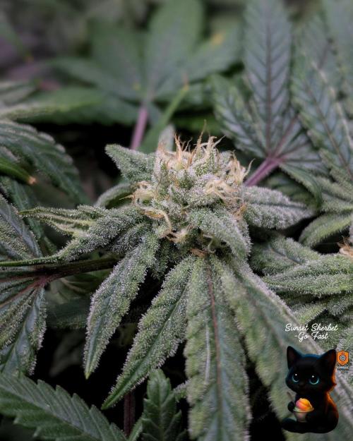 Sunset Sherbet GF (MY TURN) - Catlife420. Week 13 - 1-23  
Day 91  
Day 45