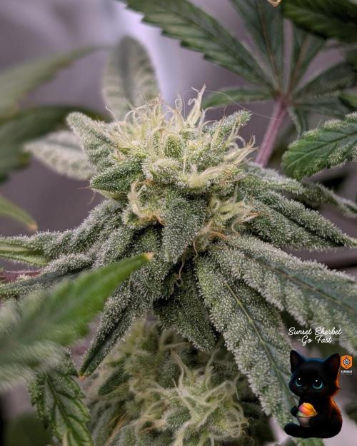Sunset Sherbet GF (MY TURN) - Catlife420. Week 13 - 1-23  
Day 91  
Day 45