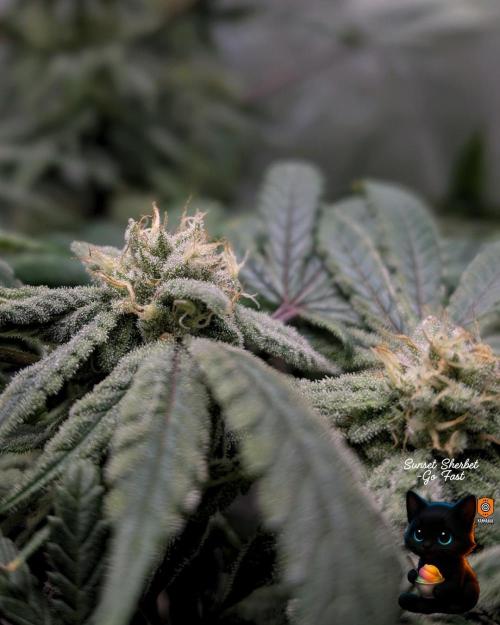 Sunset Sherbet GF (MY TURN) - Catlife420. Week 13 - 1-23  
Day 91  
Day 45