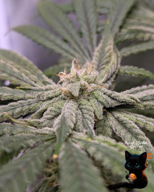 Sunset Sherbet GF (MY TURN) - Catlife420. Week 13 - 1-23  
Day 91  
Day 45