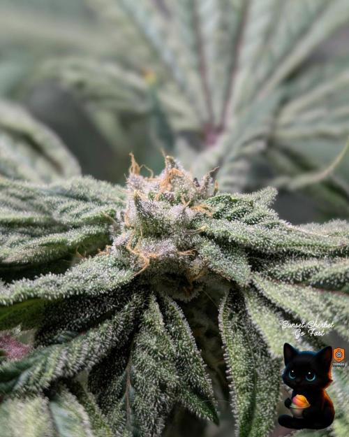 Sunset Sherbet GF (MY TURN) - Catlife420. Week 13 - 1-23  
Day 91  
Day 45