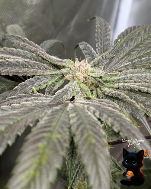 Sunset Sherbet GF (MY TURN) - Catlife420. Week 14 - 1-28  
Day 96  
Day 50
