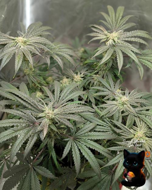 Sunset Sherbet GF (MY TURN) - Catlife420. Week 14 - 1-28  
Day 96  
Day 50