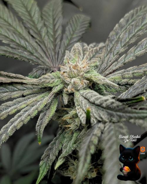 Sunset Sherbet GF (MY TURN) - Catlife420. Week 14 - 1-28  
Day 96  
Day 50