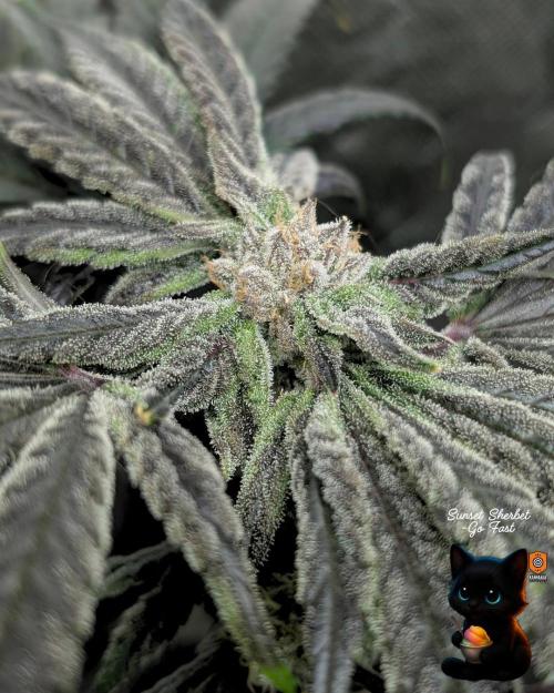 Sunset Sherbet GF (MY TURN) - Catlife420. Week 14 - 1-28  
Day 96  
Day 50