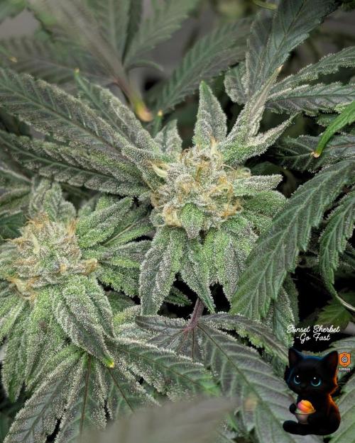 Sunset Sherbet GF (MY TURN) - Catlife420. Week 14 - 1-28  
Day 96  
Day 50