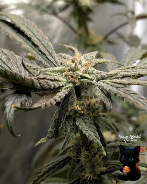 Sunset Sherbet GF (MY TURN) - Catlife420. Week 14 - 1-28  
Day 96  
Day 50