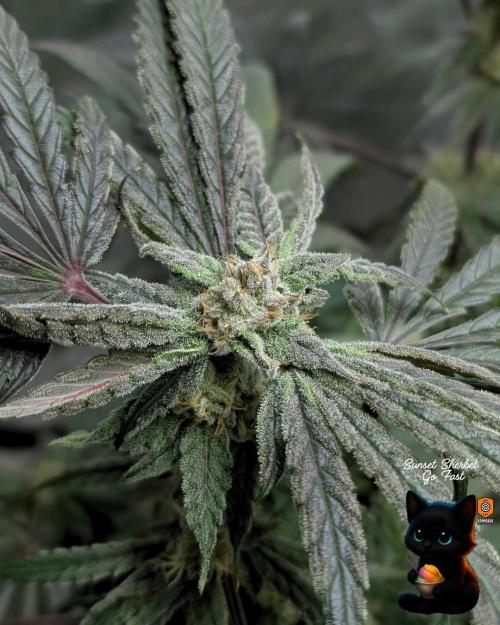 Sunset Sherbet GF (MY TURN) - Catlife420. Week 14 - 1-28  
Day 96  
Day 50