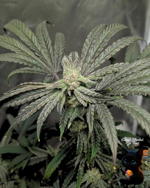 Sunset Sherbet GF (MY TURN) - Catlife420. Week 14 - 1-28  
Day 96  
Day 50