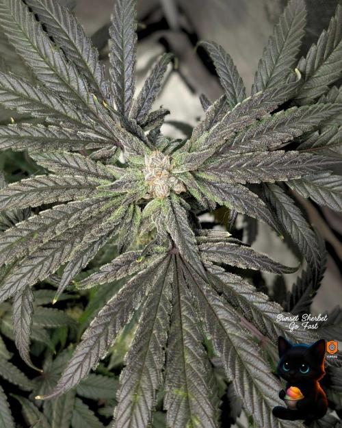 Sunset Sherbet GF (MY TURN) - Catlife420. Week 14 - 1-28  
Day 96  
Day 50