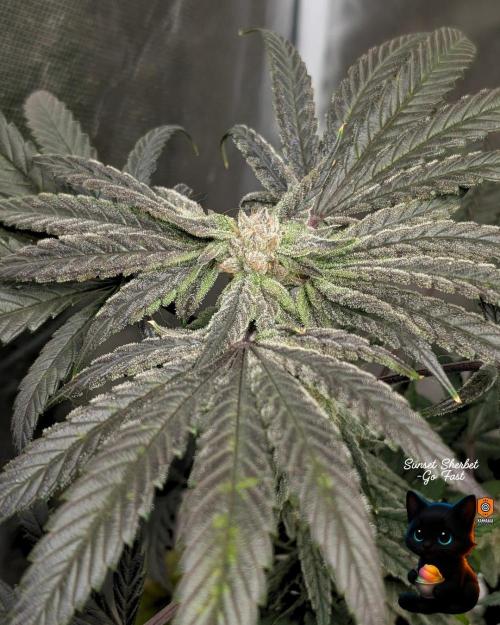 Sunset Sherbet GF (MY TURN) - Catlife420. Week 14 - 1-28  
Day 96  
Day 50