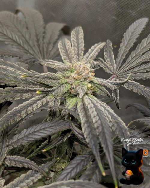 Sunset Sherbet GF (MY TURN) - Catlife420. Week 15 - 2-1  
Day 100  
Day 54