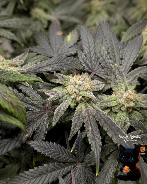 Sunset Sherbet GF (MY TURN) - Catlife420. Week 15 - 2-1  
Day 100  
Day 54