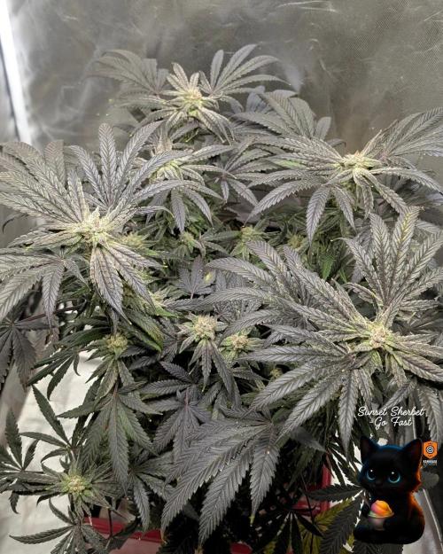 Sunset Sherbet GF (MY TURN) - Catlife420. Week 15 - 2-1  
Day 100  
Day 54