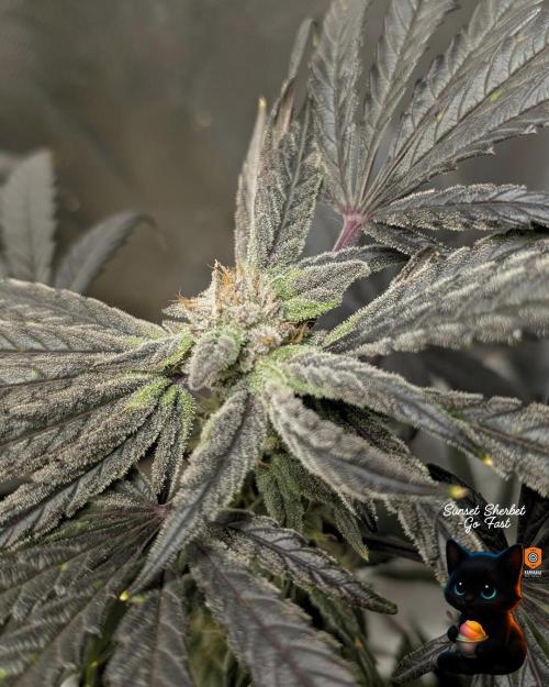 Sunset Sherbet GF (MY TURN) - Catlife420. Week 15 - 2-1  
Day 100  
Day 54