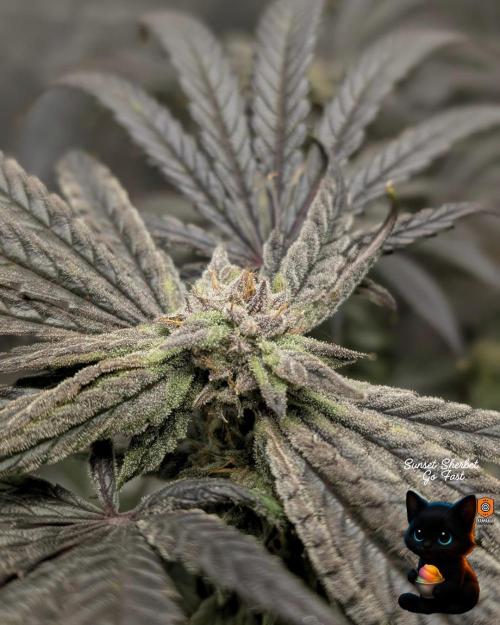 Sunset Sherbet GF (MY TURN) - Catlife420. Week 15 - 2-1  
Day 100  
Day 54