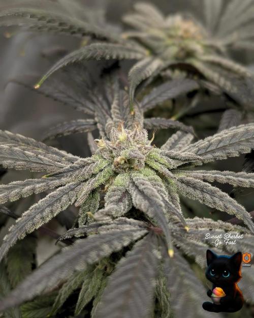 Sunset Sherbet GF (MY TURN) - Catlife420. Week 15 - 2-1  
Day 100  
Day 54