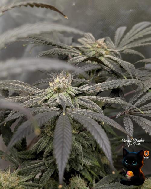 Sunset Sherbet GF (MY TURN) - Catlife420. Week 15 - 2-1  
Day 100  
Day 54