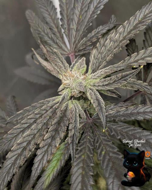 Sunset Sherbet GF (MY TURN) - Catlife420. Week 15 - 2-1  
Day 100  
Day 54