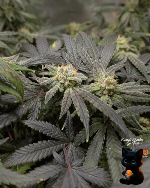 Sunset Sherbet GF (MY TURN) - Catlife420. Week 15 - 2-1  
Day 100  
Day 54