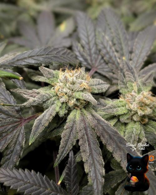 Sunset Sherbet GF (MY TURN) - Catlife420. Week 15 - 2-1  
Day 100  
Day 54