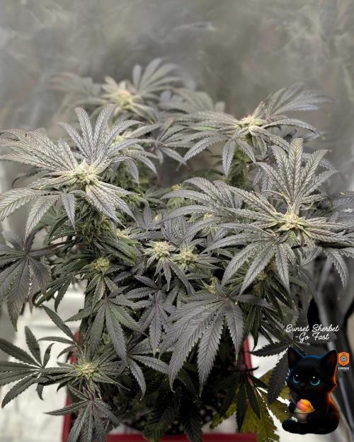 Sunset Sherbet GF (MY TURN) - Catlife420. Week 15 - 2-1  
Day 100  
Day 54