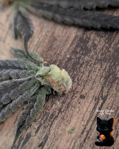 Sunset Sherbet GF (MY TURN) - Catlife420. Week 17 - 1-17
Harvest Day
