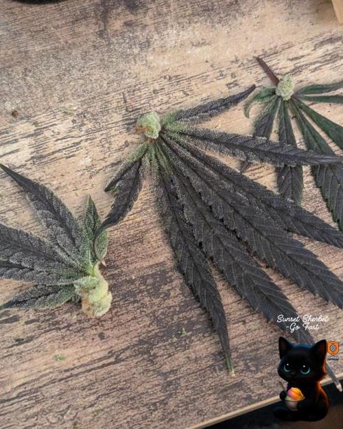 Sunset Sherbet GF (MY TURN) - Catlife420. Week 17 - 1-17
Harvest Day
