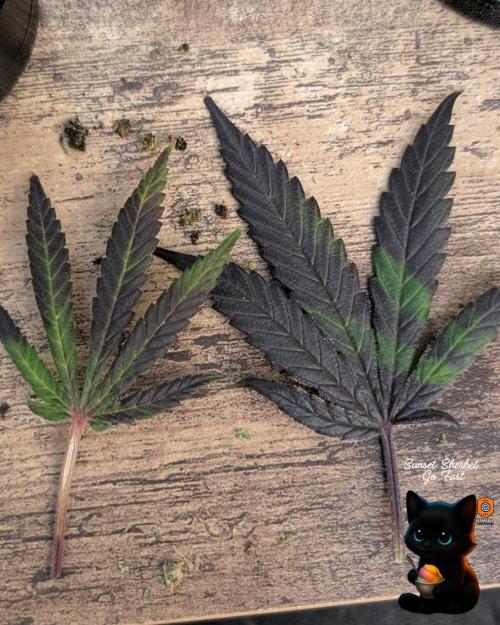 Sunset Sherbet GF (MY TURN) - Catlife420. Week 17 - 1-17
Harvest Day