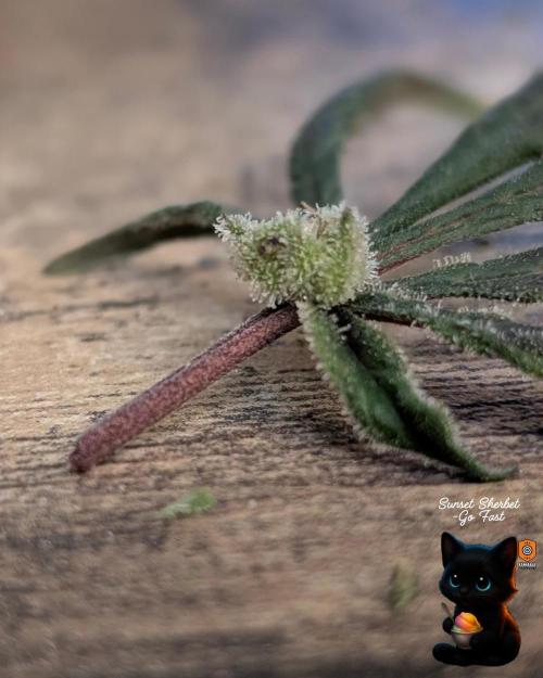 Sunset Sherbet GF (MY TURN) - Catlife420. Week 17 - 1-17
Harvest Day