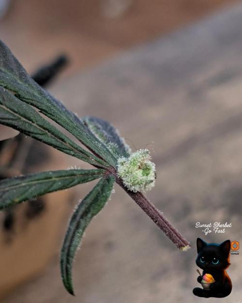 Sunset Sherbet GF (MY TURN) - Catlife420. Week 17 - 1-17
Harvest Day