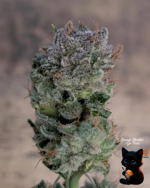 Sunset Sherbet GF (MY TURN) - Catlife420. Week 17 - 1-17
Harvest Day