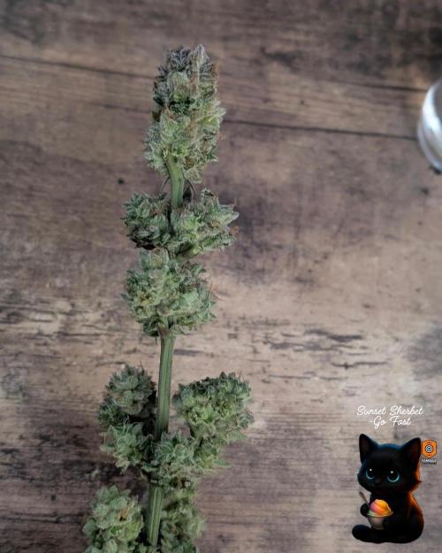 Sunset Sherbet GF (MY TURN) - Catlife420. Week 17 - 1-17
Harvest Day