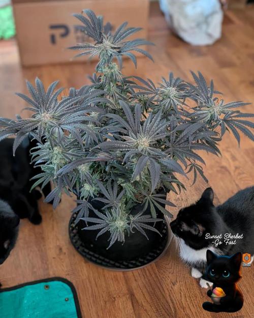 Sunset Sherbet GF (MY TURN) - Catlife420. Week 17 - 1-17
Harvest Day
