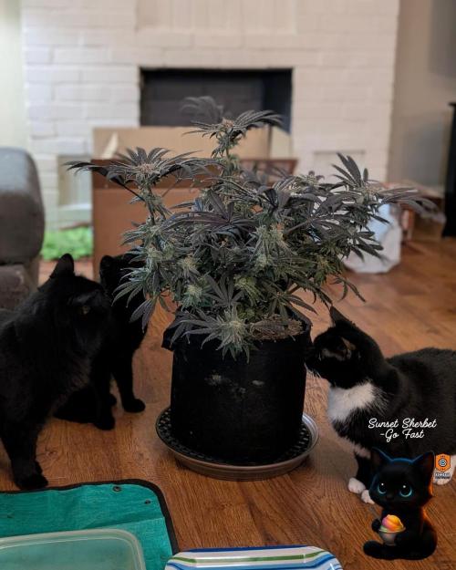 Sunset Sherbet GF (MY TURN) - Catlife420. Week 17 - 1-17
Harvest Day