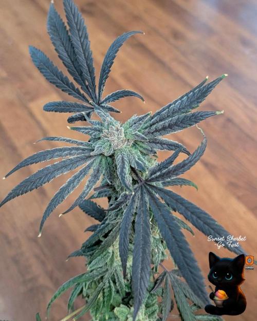 Sunset Sherbet GF (MY TURN) - Catlife420. Week 17 - 1-17
Harvest Day