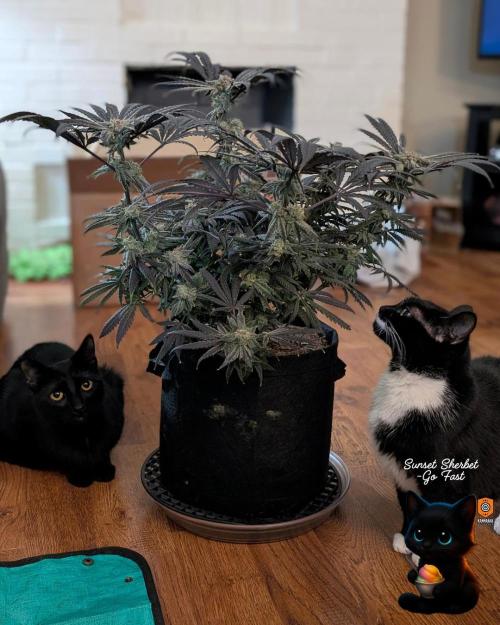 Sunset Sherbet GF (MY TURN) - Catlife420. Week 17 - 1-17
Harvest Day