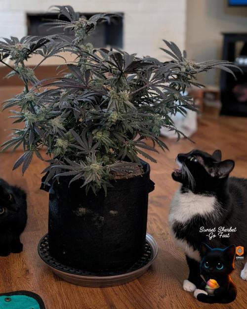 Sunset Sherbet GF (MY TURN) - Catlife420. Week 17 - 1-17
Harvest Day