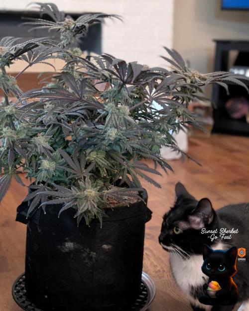 Sunset Sherbet GF (MY TURN) - Catlife420. Week 17 - 1-17
Harvest Day