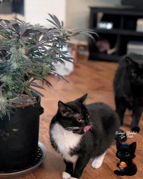 Sunset Sherbet GF (MY TURN) - Catlife420. Week 17 - 1-17
Harvest Day