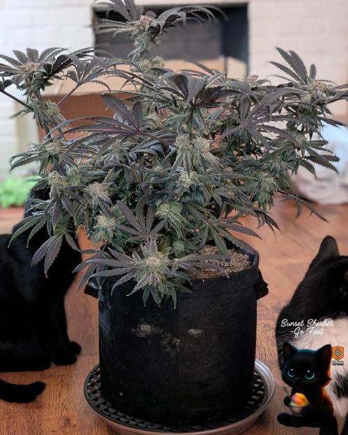 Sunset Sherbet GF (MY TURN) - Catlife420. Week 17 - 1-17
Harvest Day