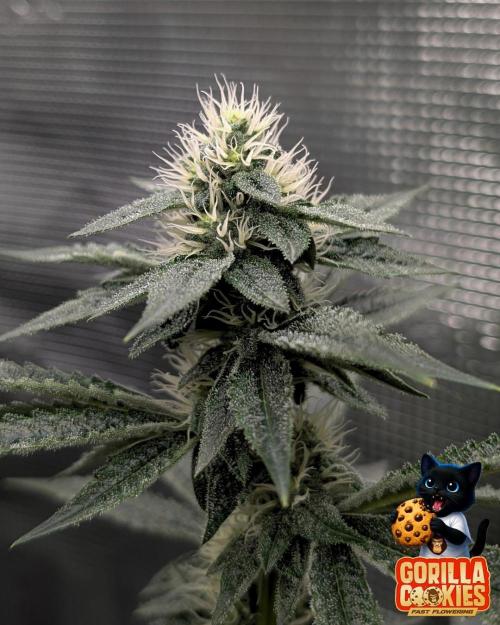 Fast Gorilla Cookies. Week 13