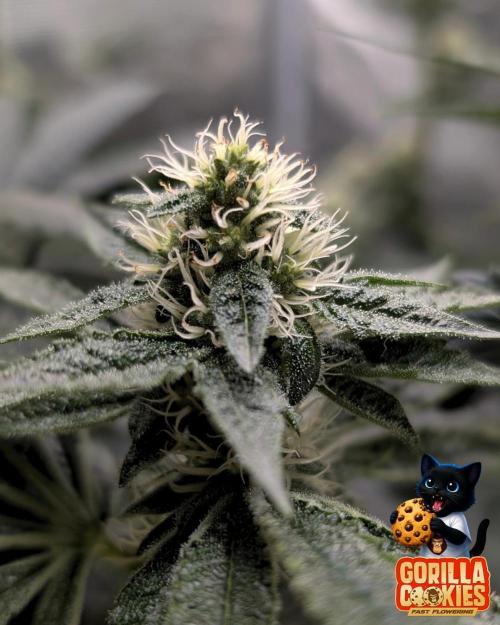 Fast Gorilla Cookies. Week 13