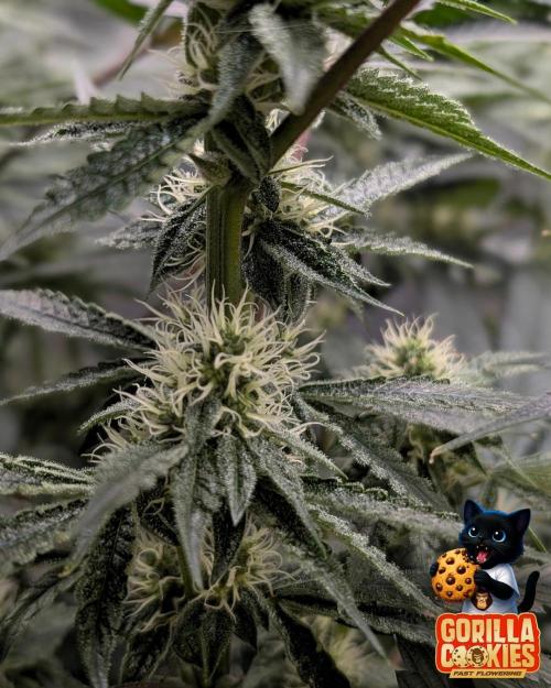 Fast Gorilla Cookies. Week 13