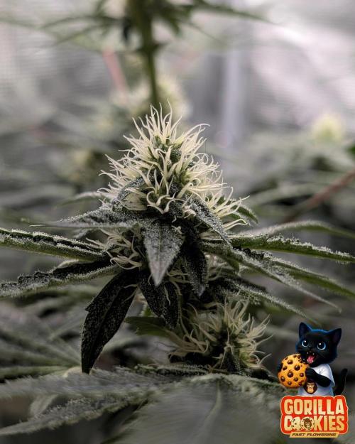 Fast Gorilla Cookies. Week 13