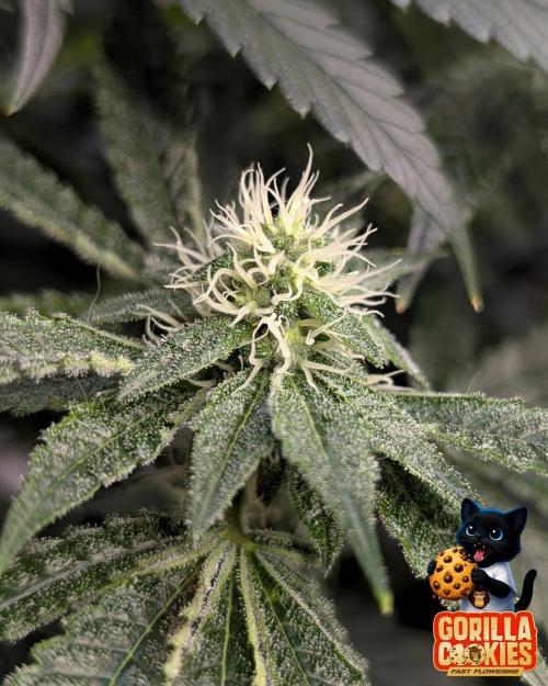 Fast Gorilla Cookies. Week 13