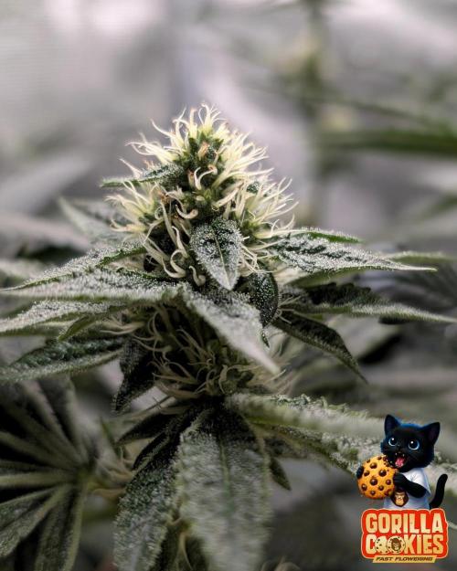 Fast Gorilla Cookies. Week 13